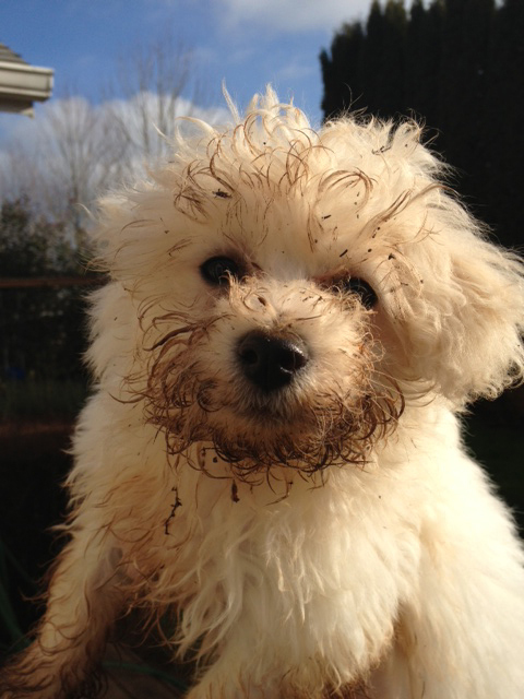 Dirty bichon hot sale frise